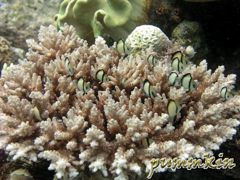Fries amongst the Acropora....