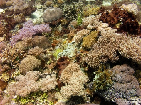 wpid-coral-12-2010-08-3-15-17.jpg