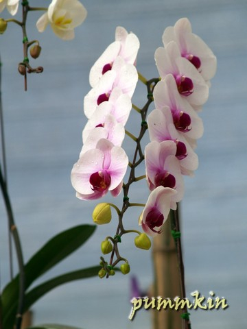 wpid-wpid-orchid2spqsuicstcin-2006-11-28-15-42.jpg