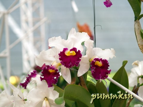 wpid-wpid-orchid4qposq1wdrzzb-2006-11-28-15-42.jpg