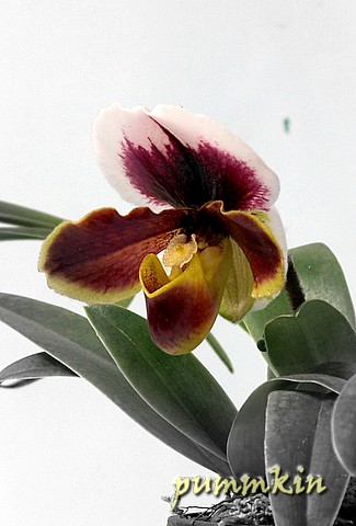 wpid-wpid-orchidmdmeqdjbckk1-2006-11-28-15-42.jpg