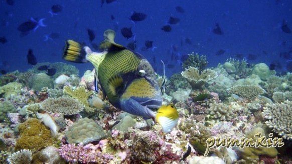 wpid-Triggerfish-2011-01-27-00-166.jpg