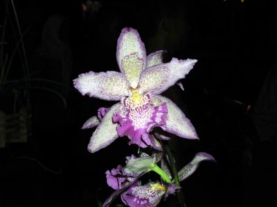 wpid-Orchid-2005-05-21-22-35.jpg