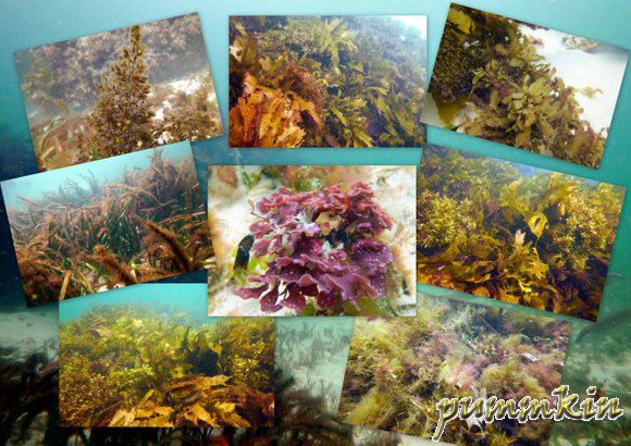 wpid-wpid-wpid-Seaweed-2011-03-17-19-282-2011-03-17-19-28-2011-03-17-19-28.jpg