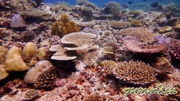 wpid-Corals-2011-05-21-15-47.jpg